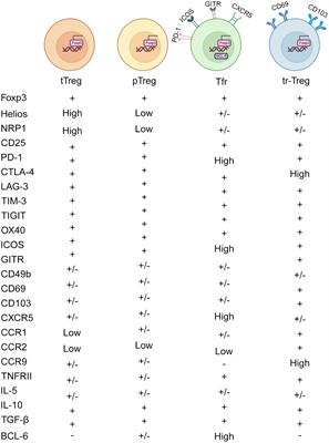 Regulatory T cells: masterminds of immune equilibrium and future therapeutic innovations